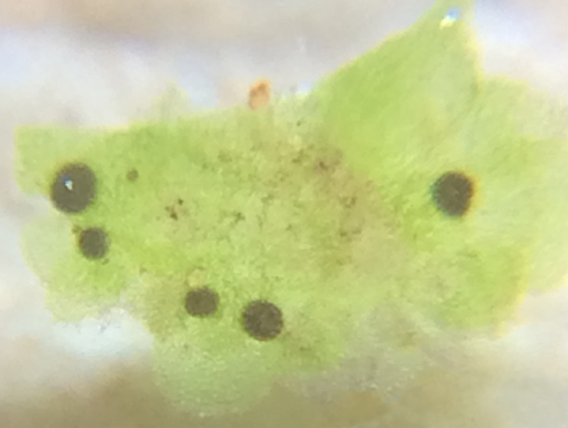 Blasia pusilla